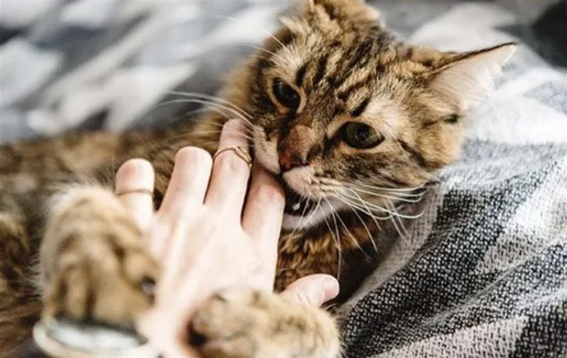 Lòng người an yên và từ bi với muôn loài sẽ chuyển hóa mọi hiện tượng thành điềm lành.