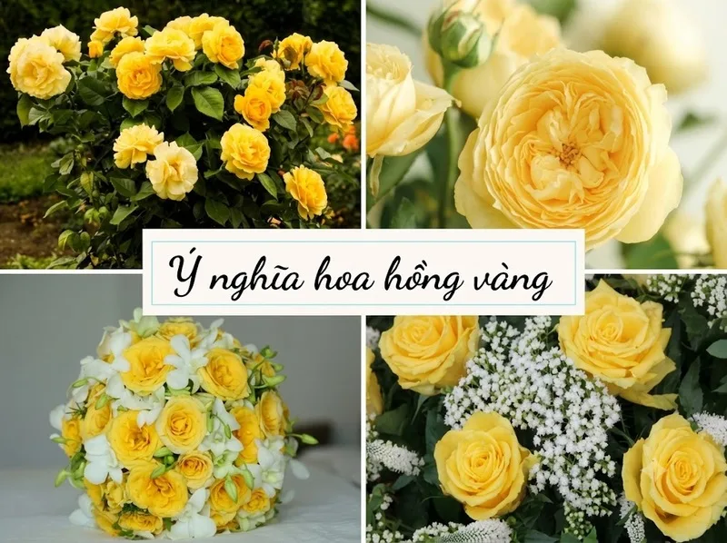 Hoa hồng vàng gợi niềm vui, tình bạn và nguồn năng lượng tích cực.